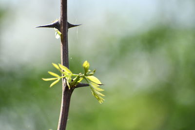 Close-up of a plant