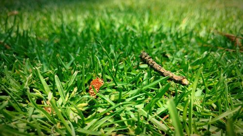 Close-up of mushroom on field