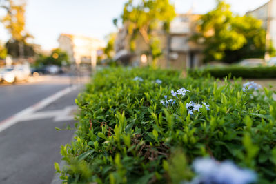 Close-up of plants growing on road