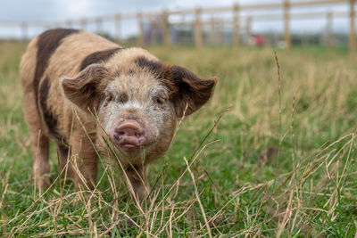 A beautiful pig in a field looking at the camera