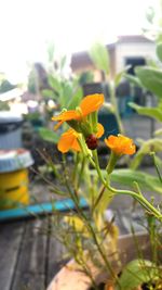 Close-up of yellow flowers blooming outdoors