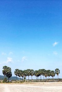 Trees on beach against blue sky