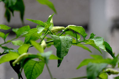 Growing chilies in the yard. chilli plants thrive.