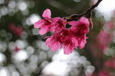 Close-up of pink flowers