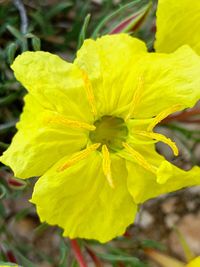 Close-up of yellow flowering plant