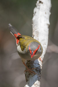 Close-up of bird perching on branch