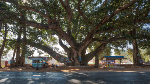 Trees by road in city