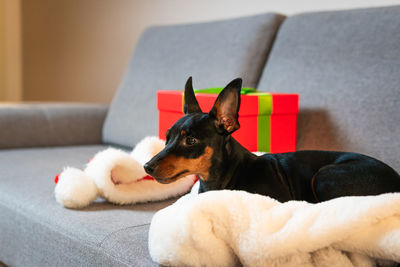 Dog looking away while sitting on sofa at home