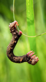 Close-up of lizard on plant