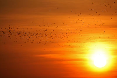 Flock of birds flying against orange sky