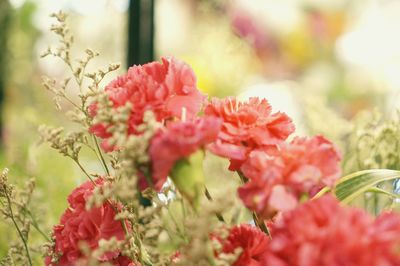 Close-up of pink flowering plants