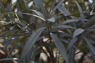 Close-up of plant growing on field