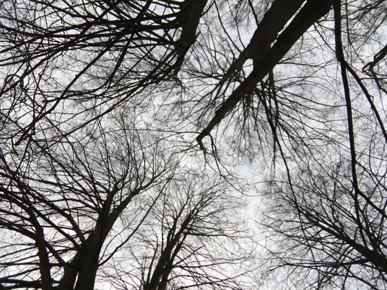 tree, nature, low angle view, sky, bare tree, branch, beauty in nature, no people, outdoors, tranquility, growth, day, scenics