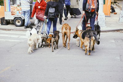 Low section of people with dogs walking on road