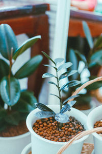 Close-up of potted plant