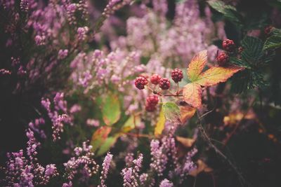 Close-up of purple flowering plant