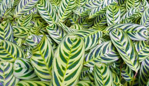 Full frame shot of plants