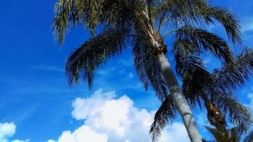 Low angle view of trees against cloudy sky