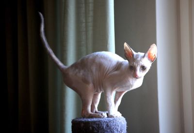 Close-up of cornish rex kitten 