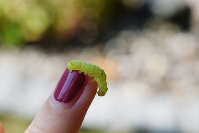Close-up of caterpillar on woman's finger