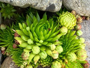 High angle view of fruits