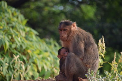 Monkey sitting outdoors