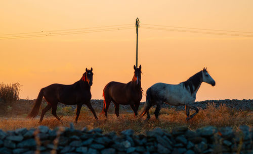 Horses on field during sunset