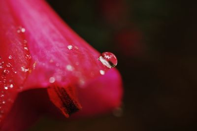 Close-up of raindrops on pink rose