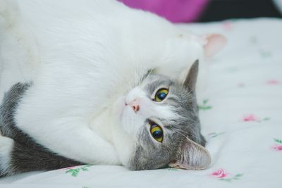 Close-up of cat hug on bed