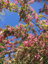 Low angle view of pink flowering tree against sky