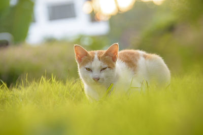 Portrait of cat on grass