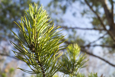 Close-up of leaves