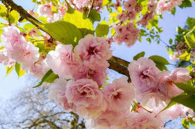 Close-up of pink flowers on tree