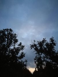 Low angle view of silhouette trees against sky