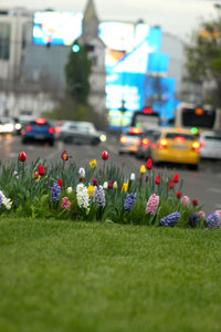 View of flowering plants in city