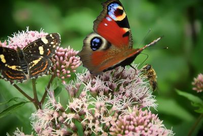 Close-up of butterfly pollinating on flower