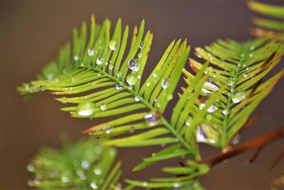 branch