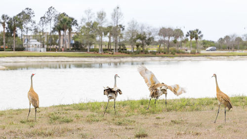 View of birds on field by lake