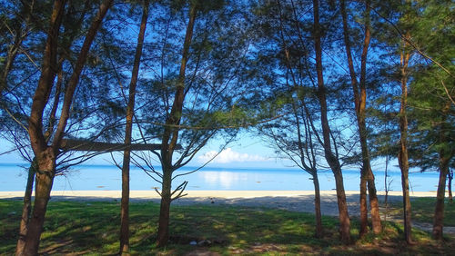 Trees on field by sea against sky