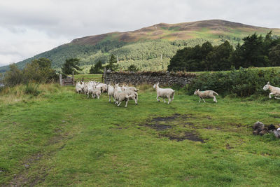 View of sheep on grassy field