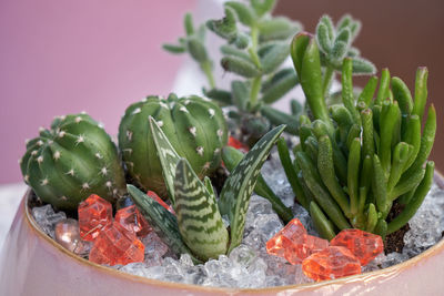 Close-up of fruits in bowl