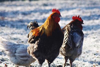 Close-up of chickens on field