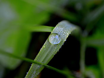 Close-up of water drops on leaf