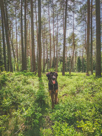 Dog running in forest