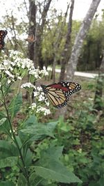 Butterfly on flower