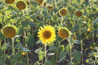 Close-up of sunflower on field