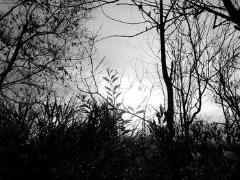 Low angle view of silhouette trees against sky