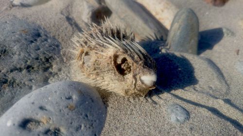 Close-up of shells on sand