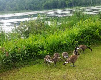 Ducks on grassy field by lake