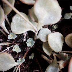 Close-up of plants in water